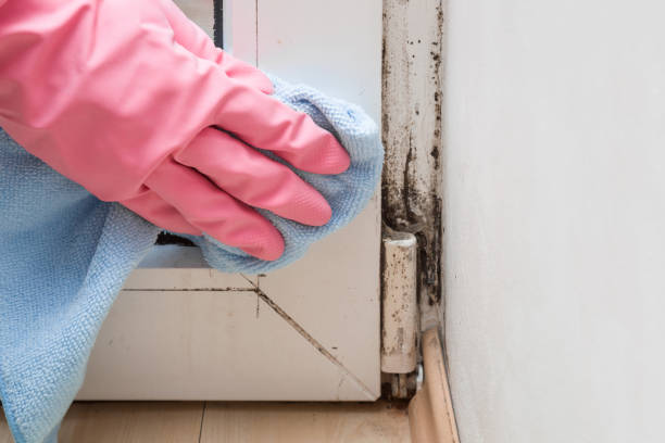 Best HVAC Mold Remediation in Acworth, GA